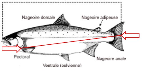 Mesurez le saumon à partir de la pointe du museau jusqu'à la fourche de la queue