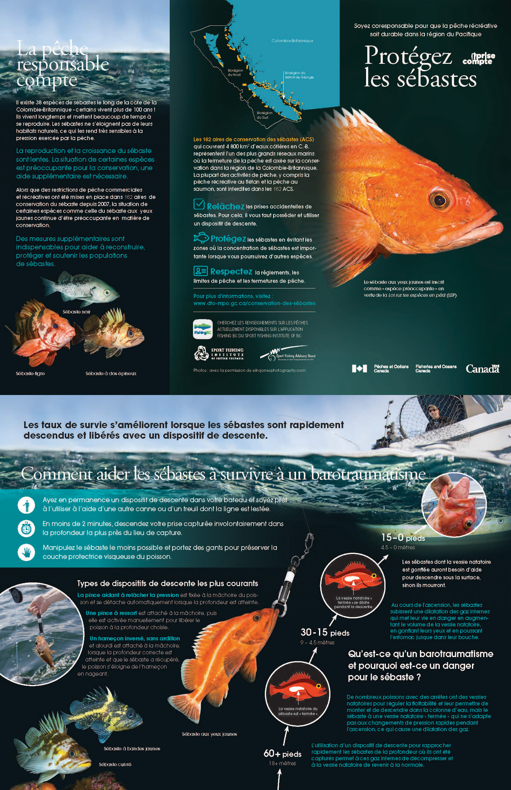 Brochure : Protégez les sébastes