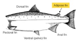 diagram of salmon