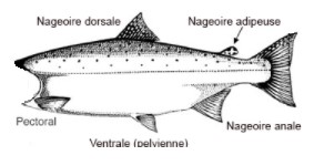 diagramme du saumon