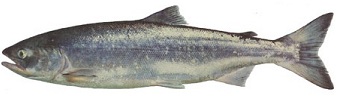 Sockeye salmon