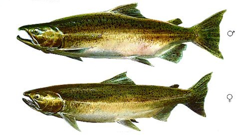 Drawing of male and female chinook salmon in freshwater phase