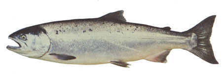 Photo of coho salmon in marine phase