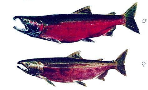 Drawing of male and female coho salmon in freshwater phase