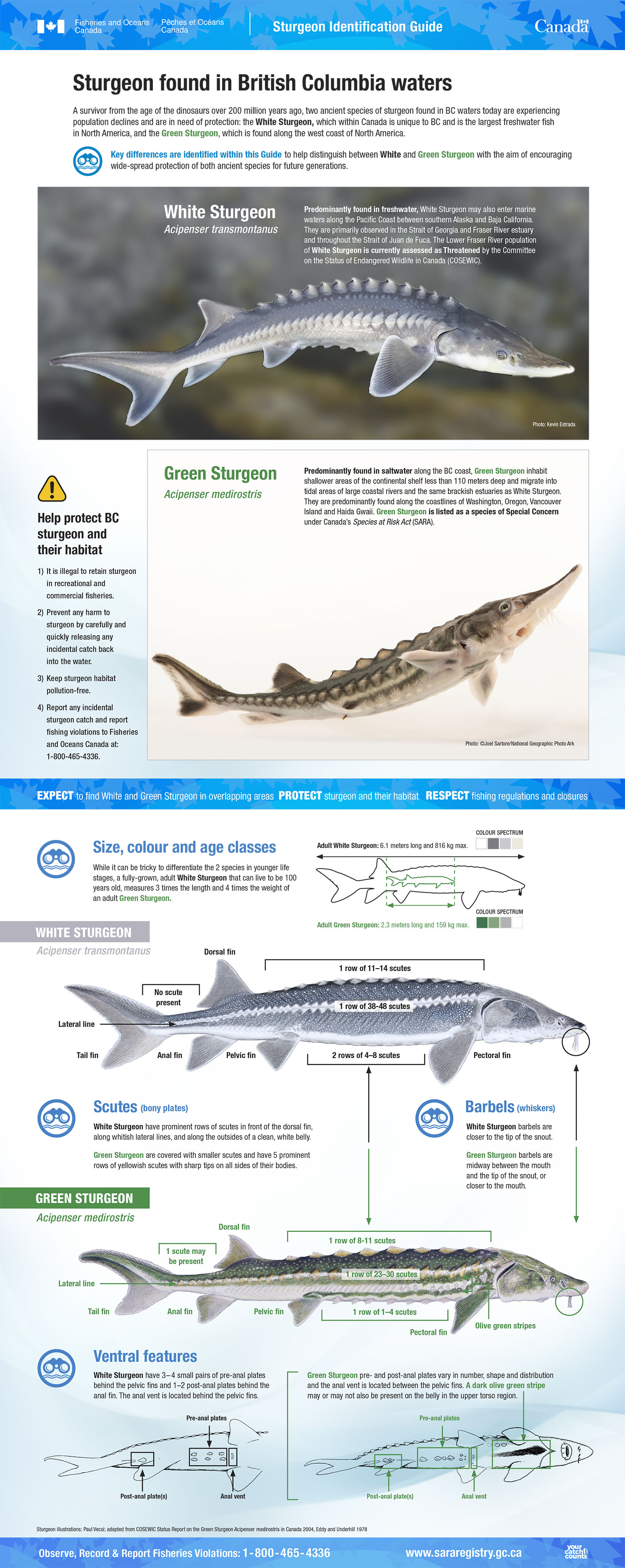 Infographic: Sturgeon identification guide