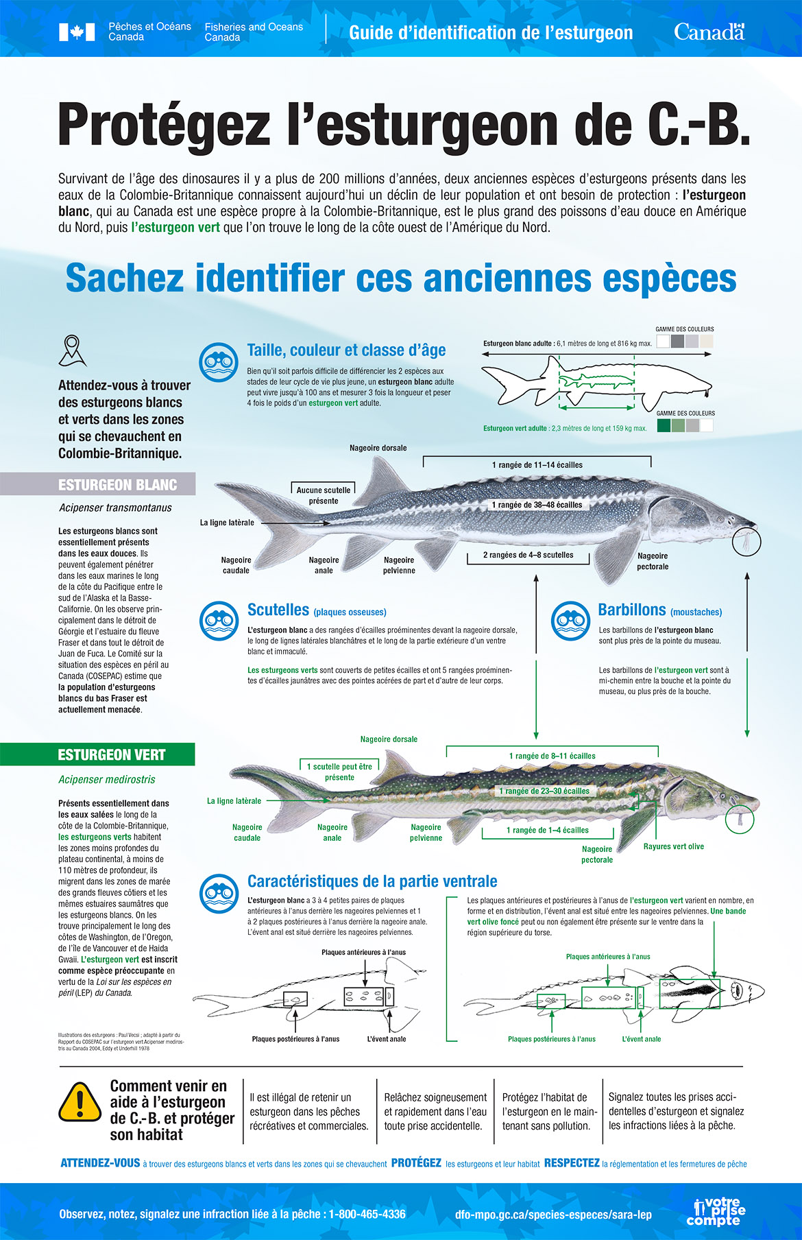 Infographie : Protégez l’esturgeon de C.-B.