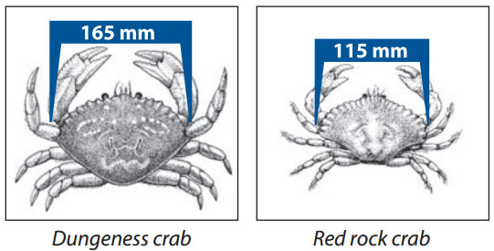 Minimum size for Dungeness and red rock crabs