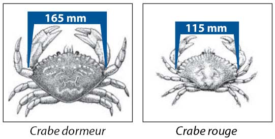 Taille minimale des crabes dormeurs et des crabes rouges
