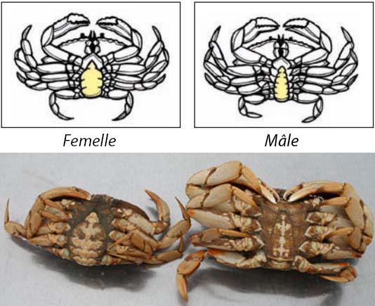 Distinguer les crabes femelles des crabes males