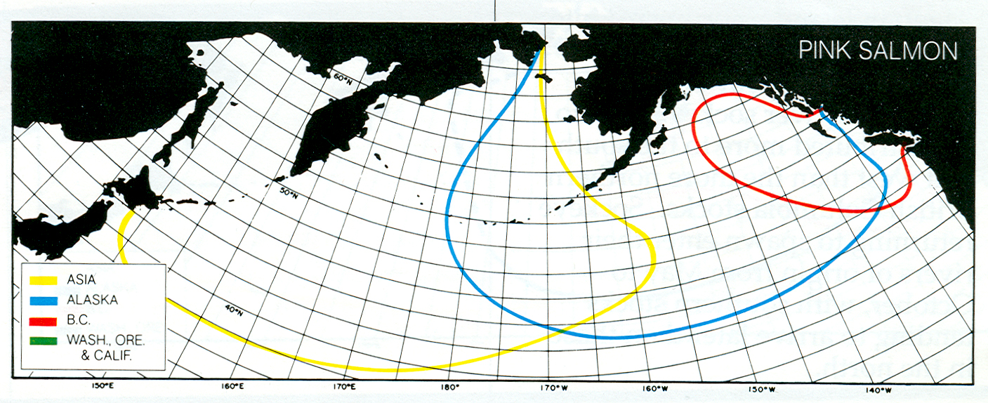 Pink Salmon Migration Map 