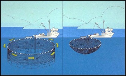 Drawing of a seine nets 