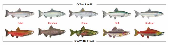 Photo: Species of wild Pacific salmon