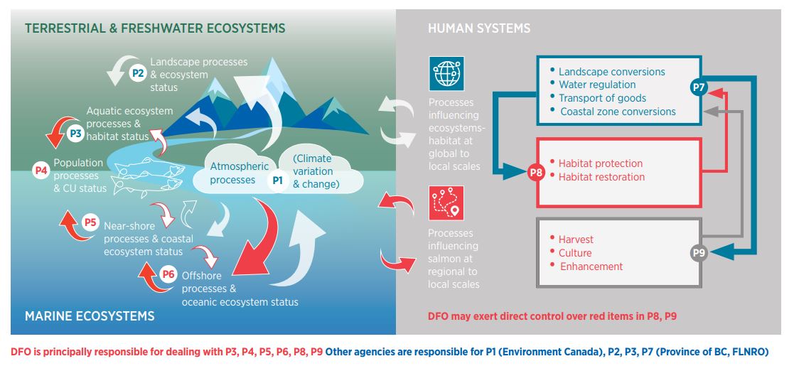 Infographic: Natural and human-induced pressures on salmon habitat