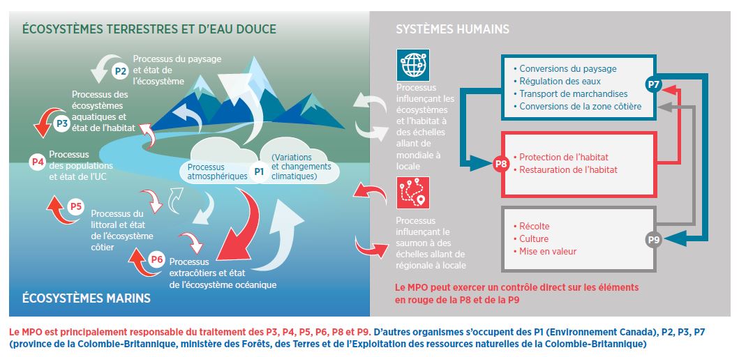 Infographie: Pressions d’origine naturelle et anthropique sur l’habitat du saumon