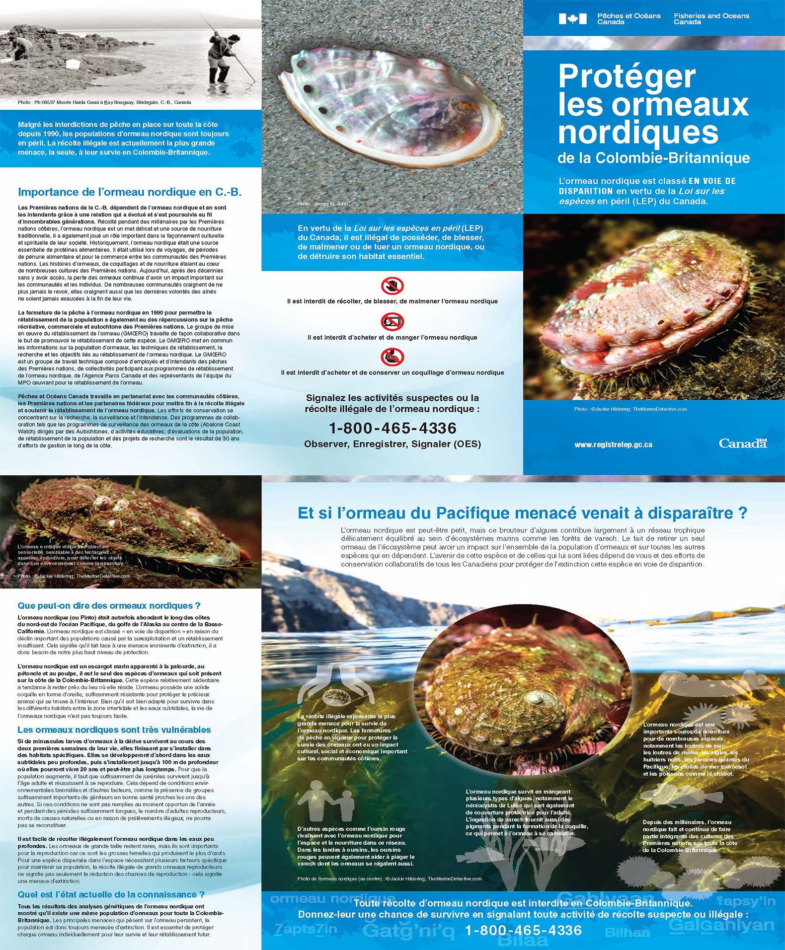 Brochure : Protéger les ormeaux nordiques de la Colombie-Britannique