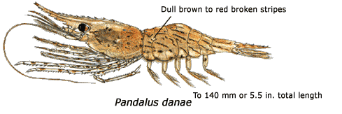 Illustration of Coonstripe or Dock Shrimp
