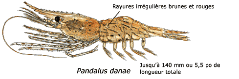 Illustration d'une crevette des quais