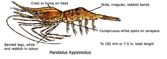 Illustration of Humpback or King Shrimp