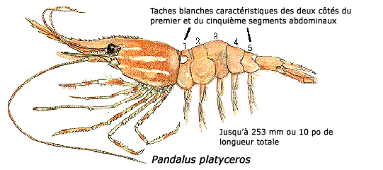 Illustration d'une crevette tachée
