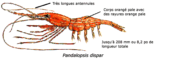 Illustration d'une crevette à flanc rayé