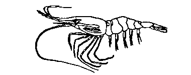 Illustration of a prawn at 24 to 30 months