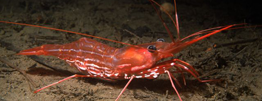 https://www.pac.dfo-mpo.gc.ca/fm-gp/shellfish-mollusques/prawn-shrimp-crevette/images/sidestride-shrimp-crevette-520x200.jpg