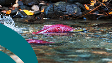 sockeye salmon