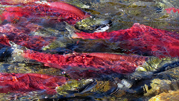 Salmon in Adams River