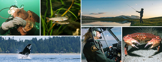 collage of pictures containing a diver and an octopus; 2 coho fry; a sport fisher; a killer whale; a fishery officer and a crab