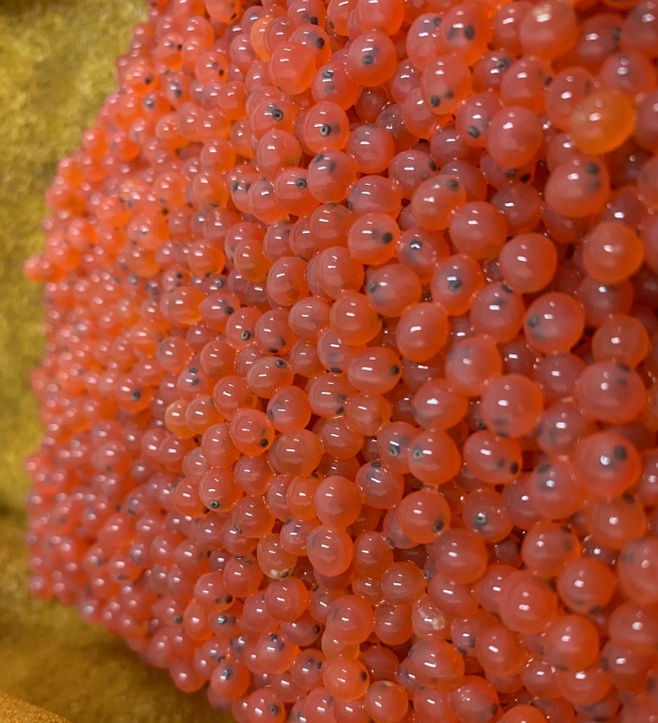 Early Stuart sockeye eggs containing embryos are expected to begin hatching in the coming weeks. These eggs were collected from fish migrating through the Big Bar landslide site in 2020. The resulting fry will be released in summer 2021.