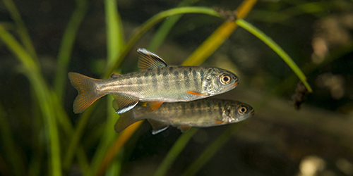 Sockeye salmon