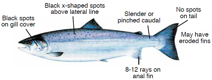 Features of Atlantic salmon