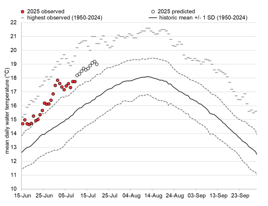 Graph: Fraser River water temperatures at Qualark