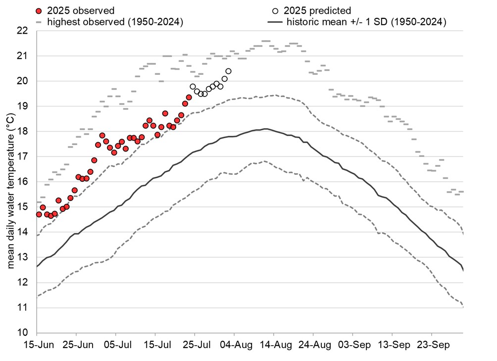 Graph: Fraser River water temperatures at Qualark