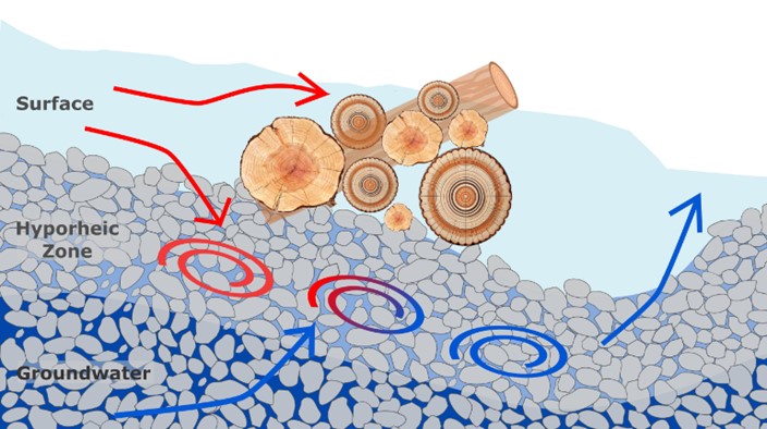 diagram shows how logjams promote groundwater upwelling and the mixing of warm surface water with cold groundwater in the hyporheic zone.