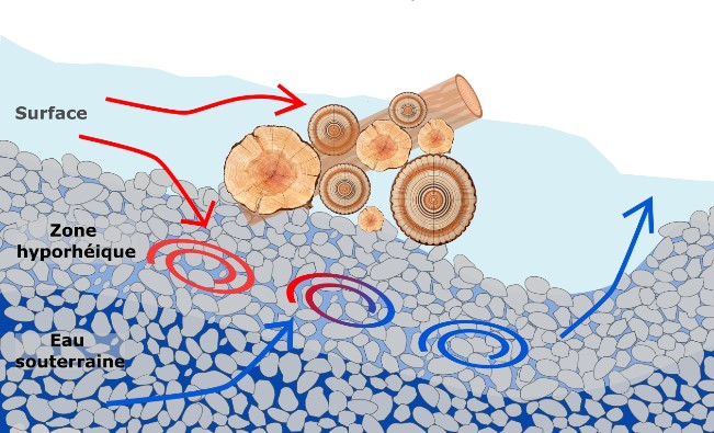 Le diagramme montre comment les embâcles favorisent la remontée des eaux souterraines et le mélange des eaux de surface chaudes avec les eaux souterraines froides dans la zone hyporhéique.