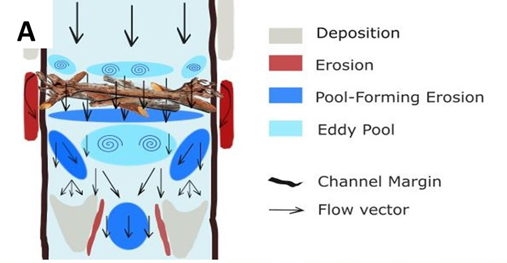 Schematic (A) is a diagram showing the effects of channel-spanning wood on the flow of water in a river.