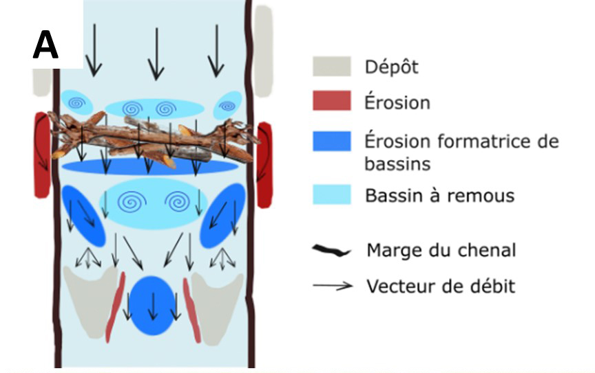 Le schéma (A) est un diagramme illustrant les effets du bois couvrant le canal sur le débit d'eau dans une rivière.