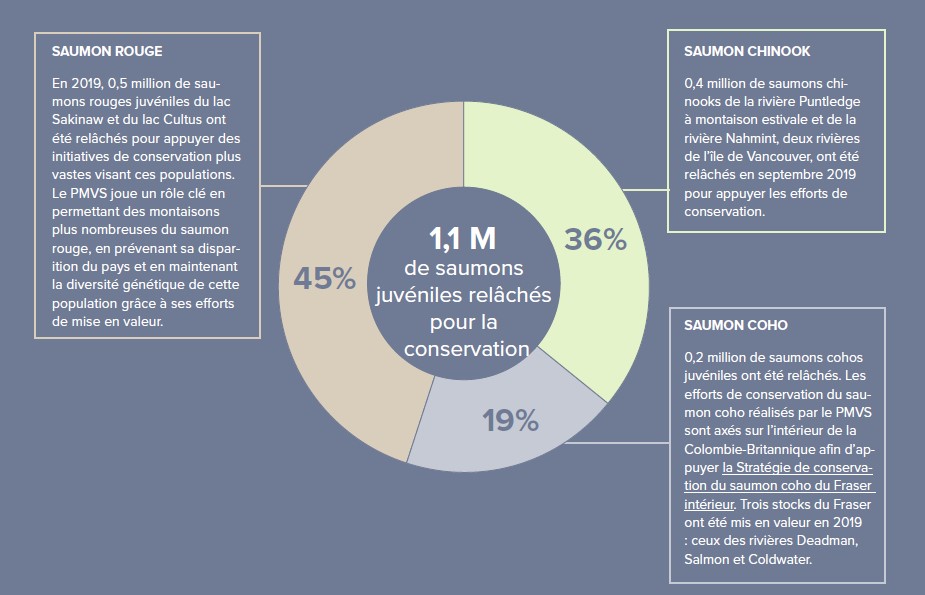 Figure: 1,1 M de saumons juvéniles relâchés pour la conservation